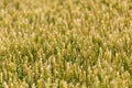 Details of a Wild Wheat Field