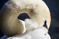 Details of a wild white swan and water reflections Royalty Free Stock Photo