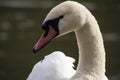 Details of a wild white swan and water reflections Royalty Free Stock Photo