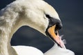 Details of a wild white swan and water reflections Royalty Free Stock Photo