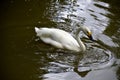 Details of a wild whooper swan Royalty Free Stock Photo