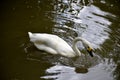 Details of a wild whooper swan Royalty Free Stock Photo