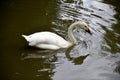 Details of a wild whooper swan Royalty Free Stock Photo