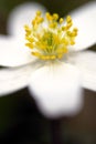 Details of wood anemone Royalty Free Stock Photo