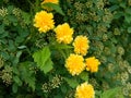 Details of a yellow flowering plant. Kerria japonica pleniflora Royalty Free Stock Photo