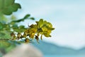 Details of the yellow flowers of Sophora tomentosa