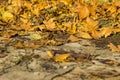 Details of yellow and orange autumn leaves. Lots of colorful leaves on the floor in the fall. Beautiful warm texture of leaves. Royalty Free Stock Photo