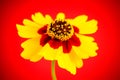 Details yellow red orange wild flower Plains coreopsis, garden golden tickseed Coreopsis tinctoria during Spring and Summer