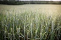 Details with young wheat plants on a field