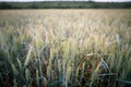 Details with young wheat plants on a field