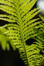 Detal and macro of fern leaves, green blurred background