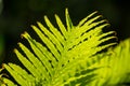 Detal and macro of fern leaves, green blurred background
