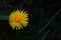 Little yellow flower, detal photo Royalty Free Stock Photo