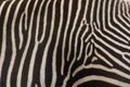 Detal of zebra