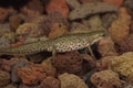 Closeup of a gravid female of small Italian newt, Lissotriton italicus