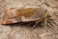 Closeup on the Lesser broad-bordered yellow underwing, Noctua janthe, on a piece of wood