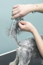 Detangling the fur on the dog`s tail with a comb in an animal beauty salon. Royalty Free Stock Photo