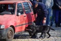 Explosives Detection dog Royalty Free Stock Photo