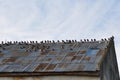 Deteriorated roof with pigeons