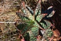 DETERIORATING SPOTTED ALOE PLANT IN THE WILD IN SUNLIGHT