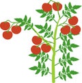 Determinate tomato plant with green leaf and ripe red tomatoes