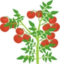 Determinate tomato plant with green leaf and ripe red tomatoes