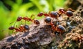 The determined ants laboriously haul food back to their colony