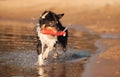 A determined Australian Shepherd dog fetches a red toy, splashing through waters Royalty Free Stock Photo