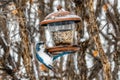 A Determined Bird, Bird See and a Feeder - Wood Jay Persistence Royalty Free Stock Photo