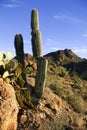 Determined cactus growing from rock