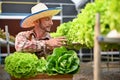 Determined Caucasian male farmer harvesting hydroponic vegetables in the greenhouse