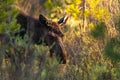 A determined Cow Moose Blocking a Nature Trail