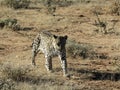 Determined African leopard approaches through barren dry grass in early morning light at Okonjima Nature Reserve, Namibia Royalty Free Stock Photo