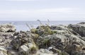 Determined grass growing out of rocks along the Maine coast