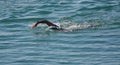 A determined man swimming in the sea