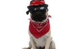 Determined pug wearing sunglasses, red bandana and a decorated hat Royalty Free Stock Photo
