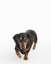 Determined small dog stares at camera and walks forward on a white studio background