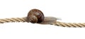 Determined snail on rope Royalty Free Stock Photo