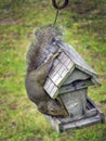 Determined Squirrel - Bird Feeder Royalty Free Stock Photo