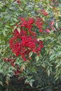 Detil of green bush with red round fruits