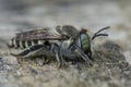 Close up on a female silver colored leafcutter bee, Megachile pilidens on a piece of wood Royalty Free Stock Photo