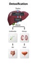 Detox Pathways Explained. From entering toxins in liver to Neutralize and eliminated via kidneys and gall bladder. detoxification