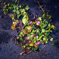 Detritus of leaves, stems, twigs and flower petals lying on damp tarmac