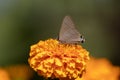 Deudorix epijarbas butterfly sitting enjoying the nectar of the marigold flower. Royalty Free Stock Photo