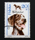 Deutsch Drahthaar on the postage stamp from Poland