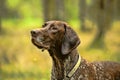 Deutsch Kurzhaar dog Royalty Free Stock Photo