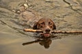 Deutsch Kurzhaar dog swims Royalty Free Stock Photo