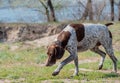 Deutsch Kurzhaar German Short-haired Pointing Dog. Kurzhaar is a slender and even lean dog