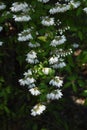 Deutzia crenata flowers