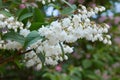 Fuzzy Deutzia, Deutzia scabra double flowered in bloom